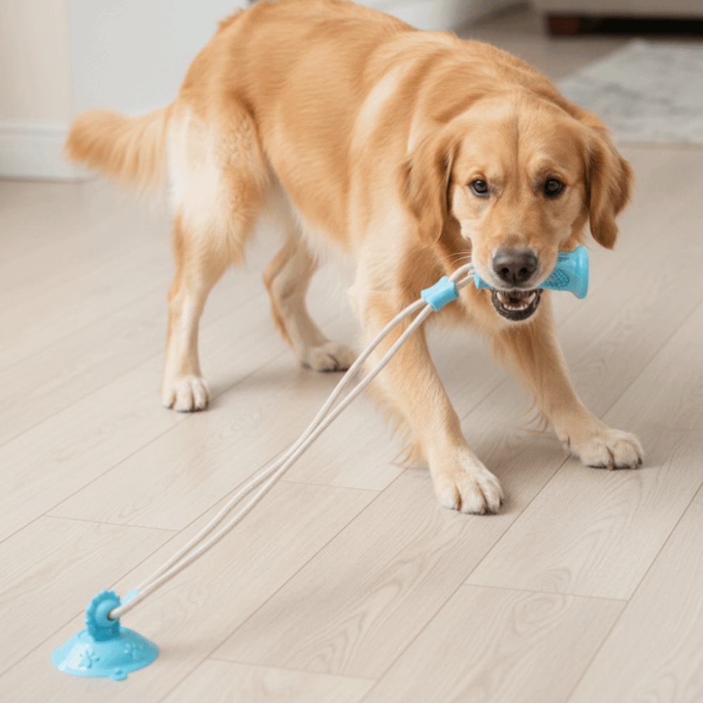 Bite-Resistant Dog Suction Cup - Suction Cup Dog Tug Toy review and price