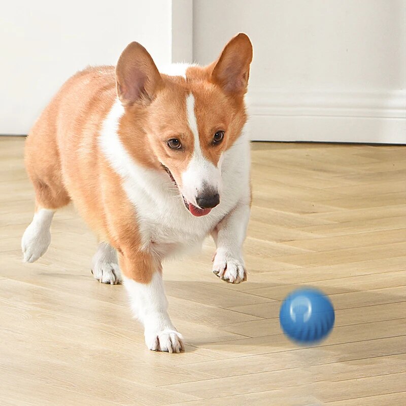 Dog Toys Intelligent Gravity J - Suction Cup Dog Tug Toy review and price
